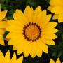 Seminte profesionale Gazania rigens - imagine 48973